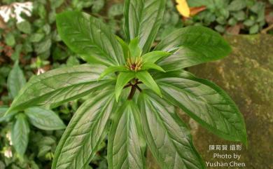 Paris polyphylla Sm. 七葉一枝花