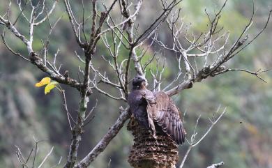 Pernis ptilorhynchus orientalis (Temminck, 1821) 東方蜂鷹