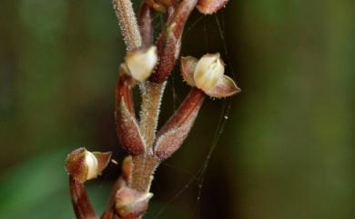 Rhomboda yakusimensis (Masam.) Ormerod 白肋角唇蘭