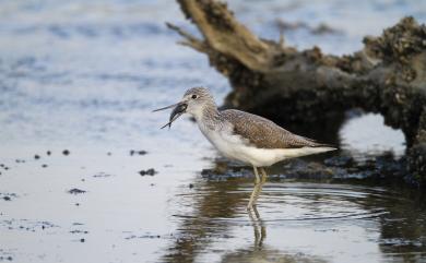 Tringa nebularia (Gunnerus, 1767) 青足鷸