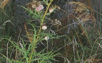 Cirsium kawakamii Hayata 玉山薊