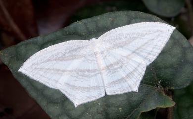 Acropteris leptaliata (Guenée, 1857) 微點燕蛾