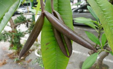 Plumeria rubra L. 雞蛋花