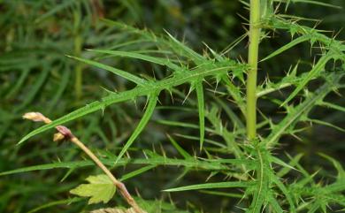 Cirsium kawakamii 玉山薊