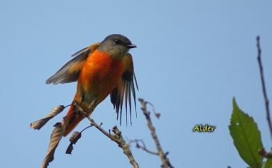 Pericrocotus solaris griseogularis (Gould, 1863) 灰喉山椒