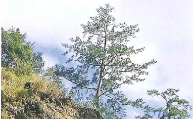 Pinus massoniana 馬尾松