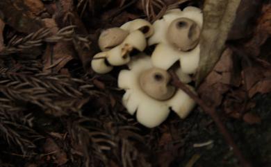 Geastrum sessile (Sow.) Pouz. 無柄地星