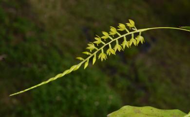 Dendrochilum uncatum 黃穗蘭