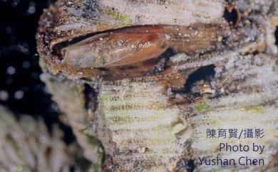 Lithophaga curta Lischke, 1874 短石蜊