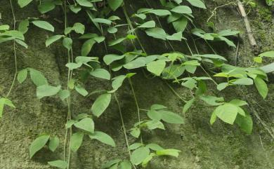 Desmodium diffusum 散花山螞蝗