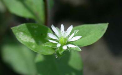 Stellaria aquatica (L.) Scop. 鵝兒腸