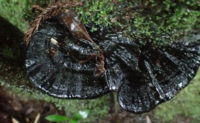 Ganoderma formosanum T. T. Chang & T. Chen, 1984 福爾摩沙靈芝