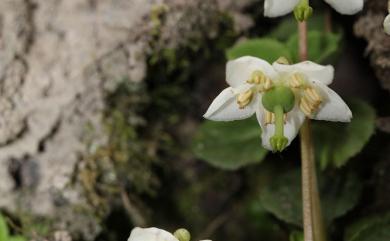 Moneses uniflora (L.) A. Gray 單花鹿蹄草