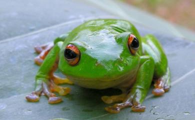 Zhangixalus moltrechti (Boulenger, 1908) 莫氏樹蛙