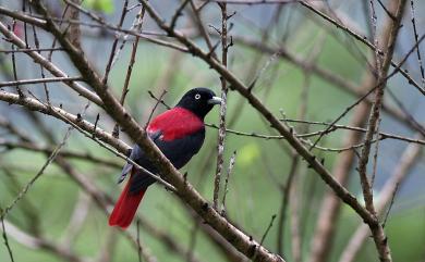 Oriolus traillii ardens (Swinhoe, 1862) 朱鸝