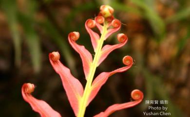 Blechnopsis orientalis (L.) C.Presl 擬烏毛蕨