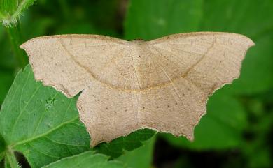 Danala lilacina (Wileman, 1915)