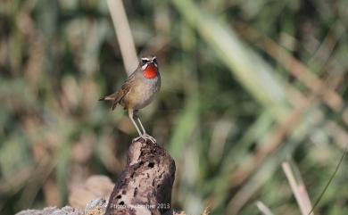 Calliope calliope camtschatkensis (Gmelin, 1789) 野鴝(勘察加亞種)