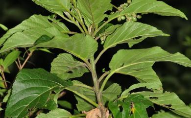 Cordia aspera subsp. kanehirae 金平氏破布子