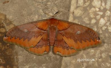 Saturnia japonica arisana (Shiraki, 1913) 雙黑目天蠶蛾