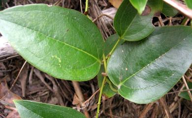 Smilax ocreata A.DC. 耳葉菝葜