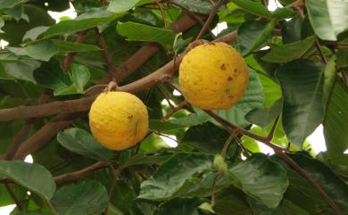 Sandoricum koetjape (Burm.f.) Merr. 山陀兒