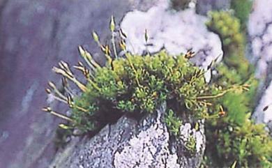 Ptychomitrium formosicum Broth. & Yas., 1928 臺灣縮葉苔