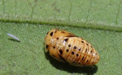 Harmonia sedecimnotata (Fabricius, 1801) 星點褐瓢蟲