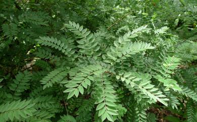 Millettia pulchra var. microphylla 小葉魚藤