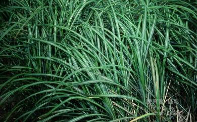 Miscanthus sinensis 芒