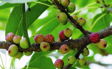 Ficus subpisocarpa Gagnep. 雀榕