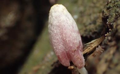 Coprinopsis