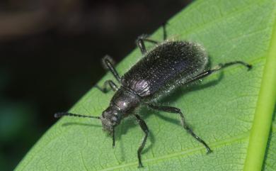 Strongylium albopilosum Gebien, 1913 妮黃長迴木蟲