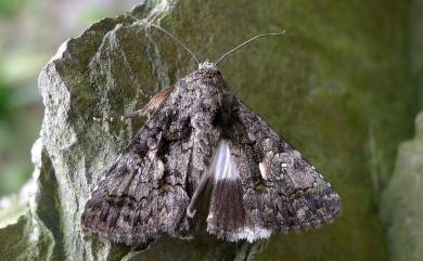 Aedia leucomelas (Linnaeus, 1758) 基白夜蛾