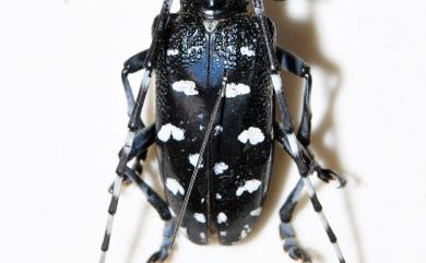 Anoplophora macularia (Thomson, 1865) 馬庫白星天牛