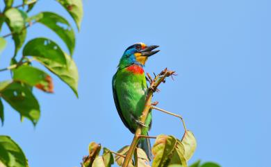 Psilopogon nuchalis (Gould, 1862) 五色鳥