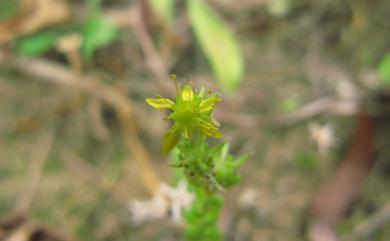 Sedum uniflorum Raf. 疏花佛甲草