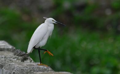 Egretta garzetta (Linnaeus, 1766) 小白鷺