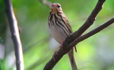 Anthus hodgsoni yunnanensis 樹鷚