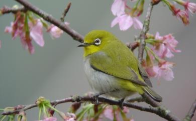 Zosterops japonicus Temminck & Schlegel, 1847 日菲繡眼