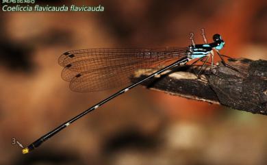 Coeliccia flavicauda flavicauda Ris, 1912 黃尾琵蟌