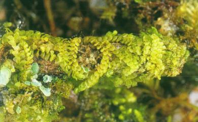 Radula cavifolia 大瓣扁萼蘚