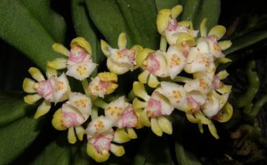 Gastrochilus somae 黃松蘭