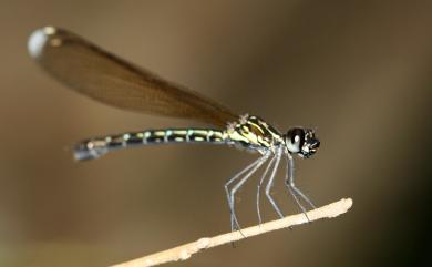 Heliocypha perforata perforata (Percheron, 1835) 棋紋鼓蟌