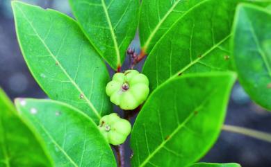 Glochidion rubrum 細葉饅頭果