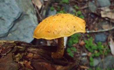 Pholiota flammans 黃鱗傘