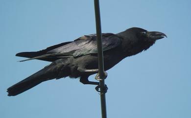 Corvus macrorhynchos colonorum (Swinhoe, 1864) 巨嘴鴉