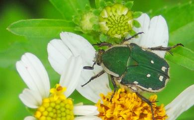 Gametis incongrua (Janson, 1878) 白緣姬花金龜