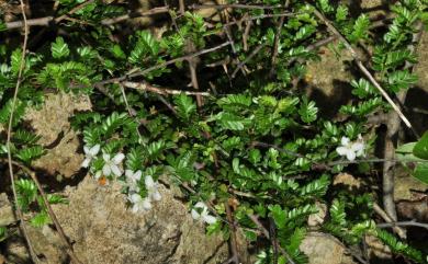 Osteomeles anthyllidifolia var. subrotunda 小石積