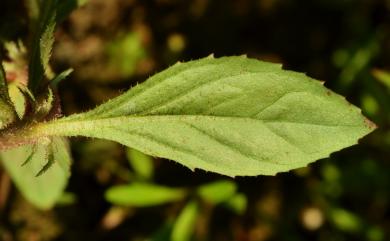 Bergia serrata 倍蕊田繁縷